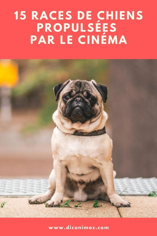 15 races de chiens propulsés par le cinéma