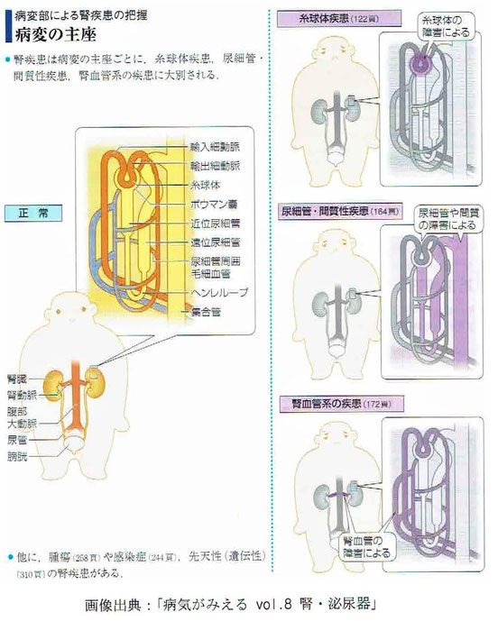 「病気がみえる vol 8. 腎・泌尿器」より