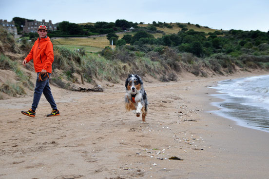 Ecosse Aberlady Bay plage Chien berger australien Edimbourg road trip voyage