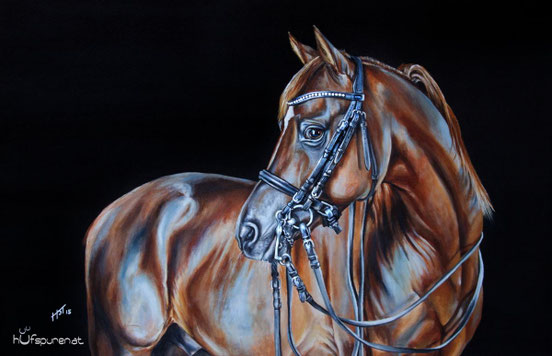 90x60 Dressurhengst Araber Bolero Ibn El Sueno - Hufspuren 2015