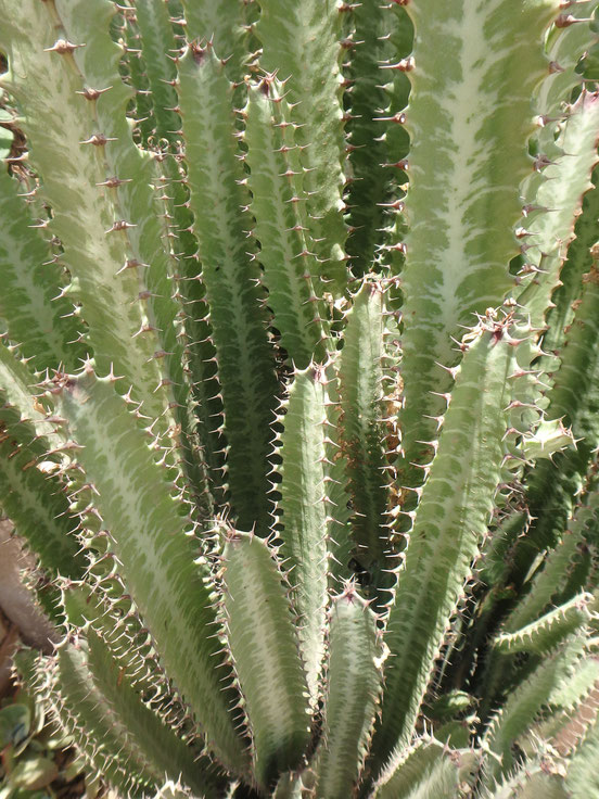 Cactus, Toubab Dialaw