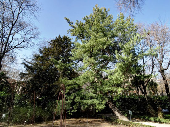 PINO LLORÓN DEL HIMALAYA DEL REAL JARDÍN BOTÁNICO. Madrid.