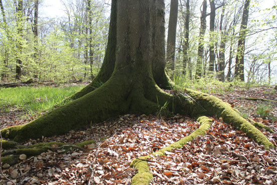 Breit angelegte Daseinsvorsorge: Wälder. Foto: S. Ecker