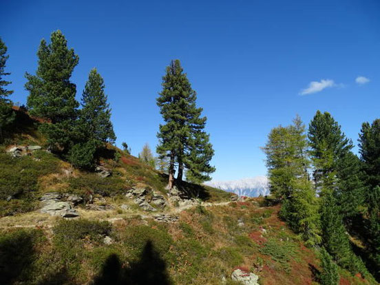 Zirbenbum-am-Berg-Arve