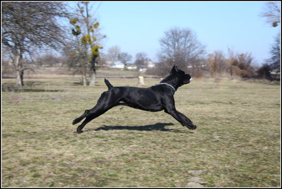 кане корсо собака тренировка. Смотреть фото кане корсо собака тренировка. Смотреть картинку кане корсо собака тренировка. Картинка про кане корсо собака тренировка. Фото кане корсо собака тренировка кане корсо собака тренировка. Смотреть фото кане корсо собака тренировка. Смотреть картинку кане корсо собака тренировка. Картинка про кане корсо собака тренировка. Фото кане корсо собака тренировка
