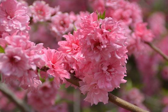 なんていう品種の桜なんでしょうかね。