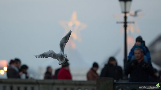 Lachmöwe im Landeanflug an der Kleinen Alster vor weihnachtlicher Kulisse