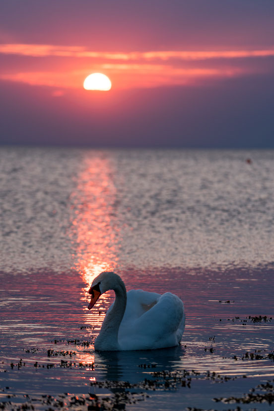 Swan at sunset