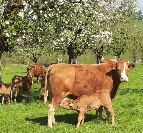 Mutterkühe mit ihren Kälbern: Aus natürlicher Haltung entsteht feines Natura Beef Rindfleisch