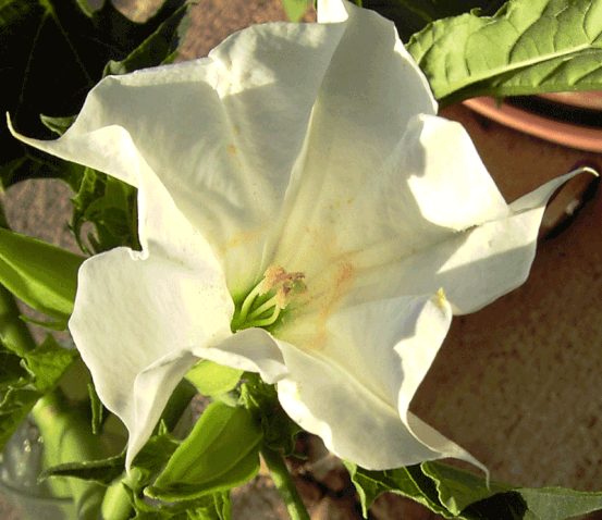Le Datura Site De Floredebalagne