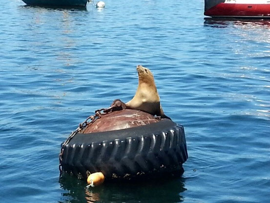 Der nette Kerl hat uns beim Aus- und Einlaufen in den Hafen verabschiedet und begrüsst ;-)