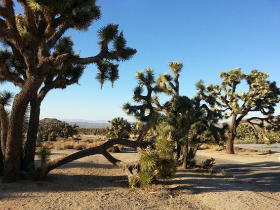 Der Abend am Yoshuatree National Park war wunderschön. Die Bäume sind beeindruckend - und ziemlich stachelig. Jo hat mit einer Blattspitze unangenehme Bekanntschaft gemacht. Aber bei einer so genialen Aussicht steckt man das auch schnell weg...