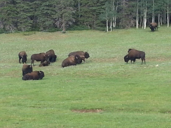 Vorbei an Büffeln.....