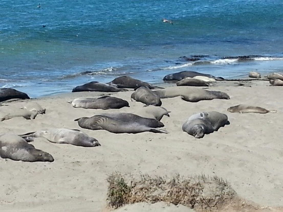 Auf dem Weg nach San Simeon sind wir bei See(e)lefanten vorbeigekommen