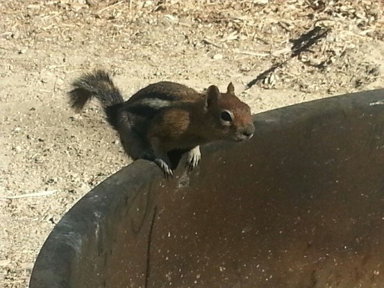 Das ist übrigens Alvin unser Campingplatz Wachhund :-) 