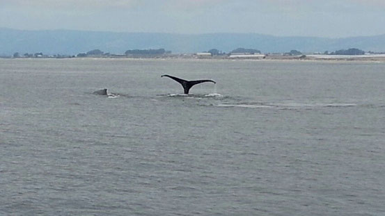 Wir hatten Glück mit der Walsichtung - Das sind zwei nebeneinander - einer winkt uns noch mit seiner Fluke zu.