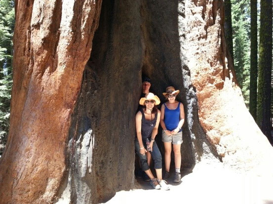 Der USA4er im Giant Sequoia Wald.
