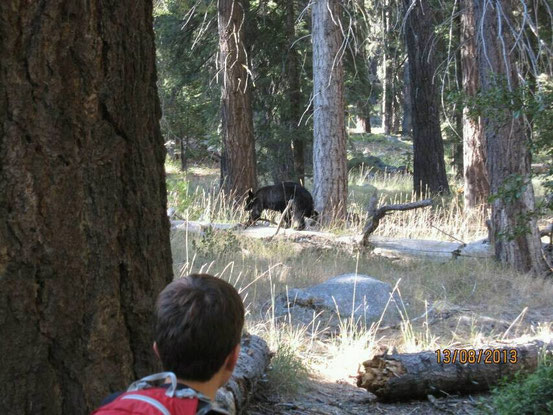 Und dann noch das Highlight im Sequoia - ein Schwarzbär in freier Wildbahn.