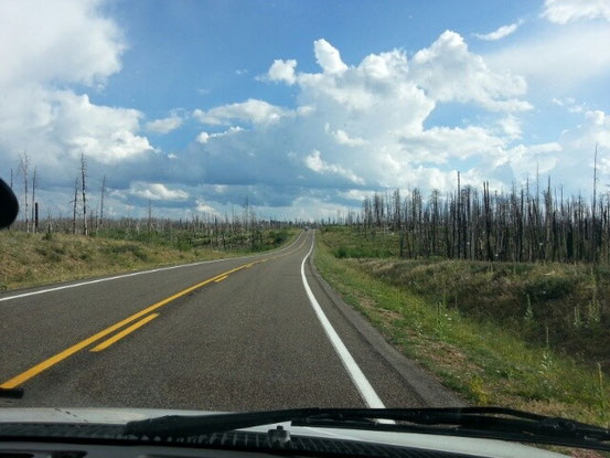 ... und verbrannten Bäumen.