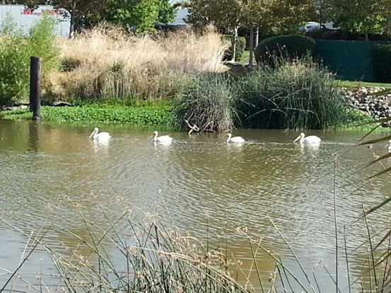 Familie Pelikan lebt auf dem See des Campingplatz, und setzt sich für uns gleich noch in Pose.