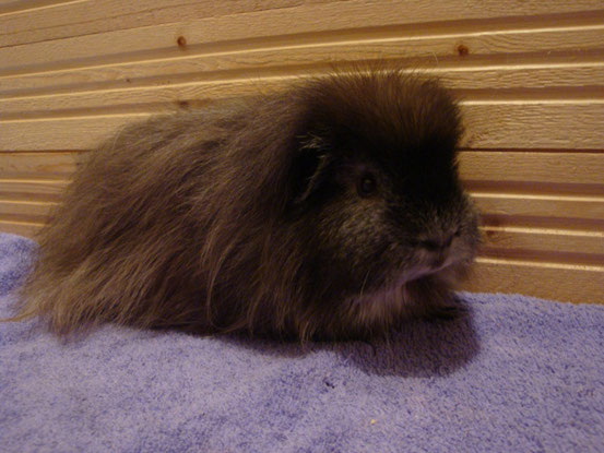 Meerschweinchen Rassen - Hier dreht sich alles um Meerschweinchen