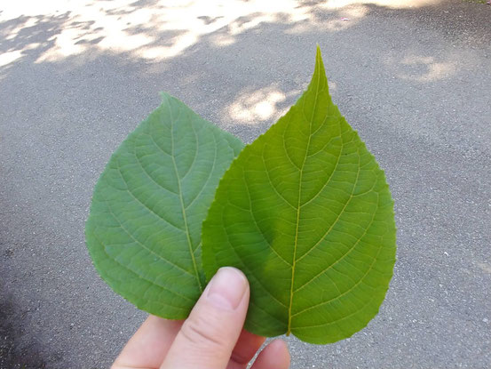 これがマタタビの葉っぱ。白い葉っぱがあるので、見つけられました。