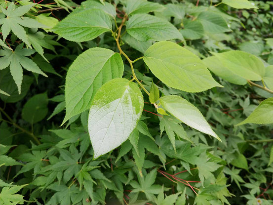 この先が白い葉っぱがなんだろう?と思ってしらべたらマタタビでした。