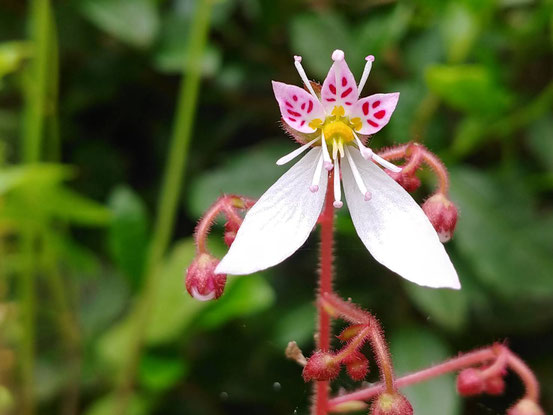 ユキノシタ 1.5cmくらいのお花です。
