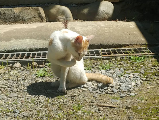シュークリームみたいなんで、シュウと名付けました。