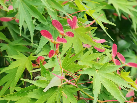 赤いタケコプターみたいなのは、種です。付け根のところが膨らんでます。