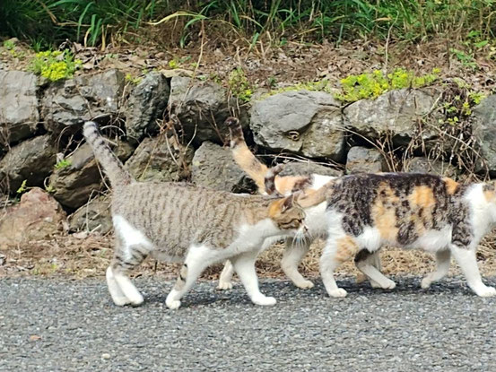 みんなでイチャイチャしながら散歩。私も同行させていただきました。