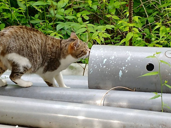 お寺にあるパイプ管にみんな通り抜けて遊んでましたが、、ヘビが心配です。。