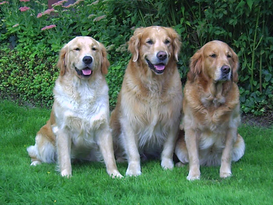 3 Generationen - Keke, Doyan und Emmi - im September 2006