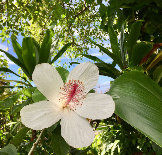 Hibiscus Amy Greenwell Garden