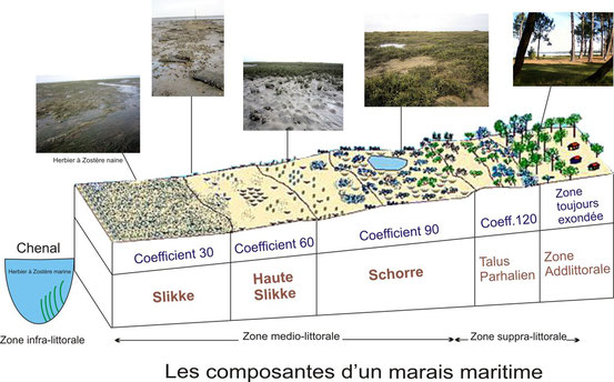 Les différents éléments composant le marais maritime