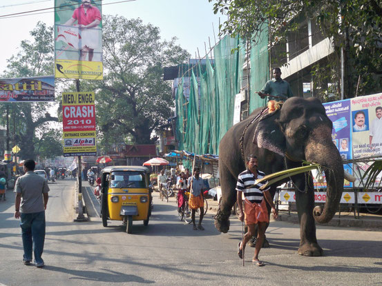 Alleppey India Indien Kerala Backwaters Elefant Traffic