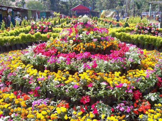 Periyar Wildlife Sanctury Thekkady Nationalpark Flower Show Indien India Kerala