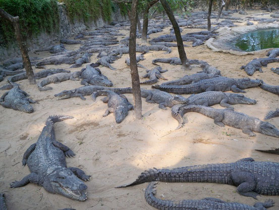 Mahabalipuram, Vadanemmeli, Crocodile-Farm
