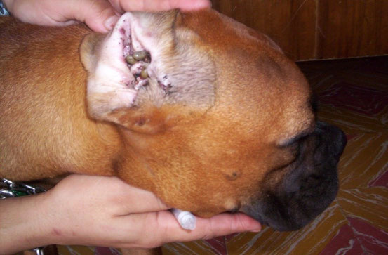 Boxer garrapatas en oreja. Foto. Dr. Luis A. Lesmes