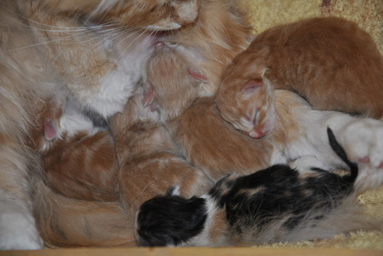 4 maschietti rossi tutti diversi e una principessa tortie Gwen e Leonas 2013