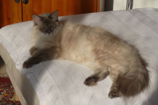 Lilli la bellissima (Suzi+Romeo)