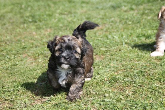 Tricolorfarbene Havaneser, tricolor colored havaneses, HavaneserWelpen, havanese puppies/Germany