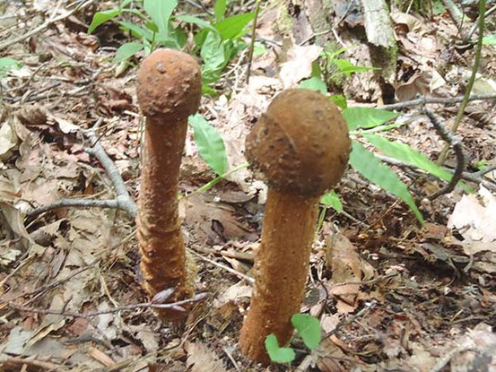 きのこページ しんや on X: 