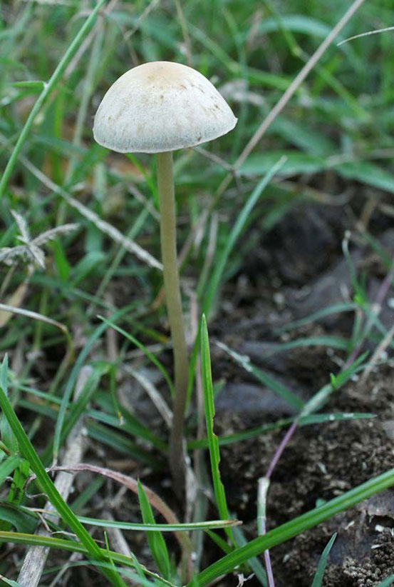 きのこ索引アイイロキツネノカラカサ（仮称）　Lepiota sp．アイコウヤクタケ　Terana coerulea　アイシメジTricholoma sejunctum　アイゾメイグチGyroporus cyanescensアイゾメヒカゲタケPanaeolus cyanescensアイタケRussula virescens　アイバシロハツRussula chloroidesアオイヌシメジ　Clitocybe odoraアオズキンタケLeotia chlorocephalaアオネノヤマイグチLeccinum variicolorアオロウジAlbatrellus caeruleoporusアカアザタケRhodocollybia maculataアカアシナガタケPhaeocollybia lugubrisアカアシボソチチタケ（仮称）Lactarius sp．アカウロコタケHymenochaete mougeotii　アカカバイロタケRussura compactaアカカミノケホコリアカキツネガサLeucoagaricus rubrotinctusアカコウヤクタケAleurodiscus amorphusアカショウロRhizopogon succosusアカシミヒメチチタケ（仮称）Lactarius sp．アカダマキヌガサタケPhallus rubrovolvatusアカチシオタケMycena crocataアカチチタケLactarius rufusアカツムタケPholiota astragalinaアカハチノスタケPseudofavolus cucullatusアカヒダカラカサタケMelanophyllum echinatumアカヒダワカフサタケHebeloma vinosophyllumアカヒメホウキタケRamariopsis croceaアカヤマタケHygrocybe conicaアカヤマタケ近縁種Hygrocybe aff. conica