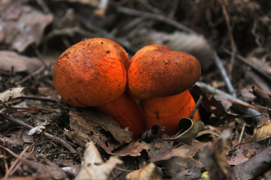 きのこページ _280517_P5170176web.jpg