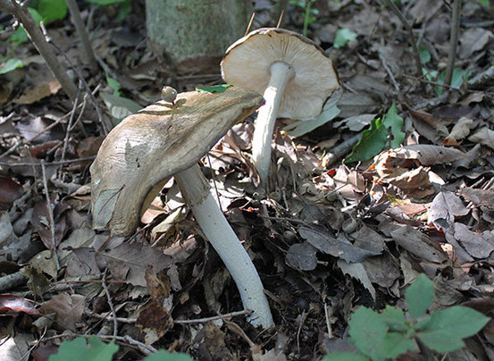 きのこ索引クサイロアカネタケLussra olivaceaクサウラベニタケ（広義）Entoloma rhodopoliumクサカレハタケ（仮）Gymnopus sp.クサハツRussula foetensクサハツモドキRussula grataクジラタケクダホコリTubifera ferruginosaクチキツトノミタケクチキトサカタケAscoclavulina sakaiiクチベニタケクヌギタケ属の一種Mycena sp.クモタケIsaria atypicolaクリイロイグチモドキGyroporus longicystidiatusクリタケHypholoma sublateritiumクリフウセンタケ（ニセアブラシメジ）Cortinarius tenuipesクロアザアワタケXerocomus nigromaculatusクロアシボソノボリリュウタケHelvella atraクロガネマンネンタケクロカミオチバタケCrinipellis nigricaulisクロカワBoletopsis leucomelaenaクロキツネタケクロゲヤマタケ？Hygrocybe ramentaceus cf.クロコバンタケCamarops polyspermaクロタマゴテングタケAmanita fuligineaクロチチタケクロツブヌメリイグチ（仮）Suillus sp.クロニガイグチTylopilus　nigropurpureusクロニセホウライタケCrinipellis corvinaクロノボリリュウタケHelvella lacunosa