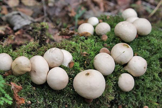 きのこ索引タイシャコブタケHypoxylon fuscopurpureumダイダイイグチBoletus laetissimusダイダイガサCyptotrama asprataダイダイタケInonotus xeranticusタケ赤衣病菌Stereostratum corticioidesタケハリカビSpinellus fusigerタケリタケ(広義)Hypomyces hyalinusダテホコリComatricha typhoidesタヌキノチャブクロLycoperdon pyriformeタマウラベニタケEntoloma abortivumタマキクラゲExidia uvapassaタマゴタケ(広義)Amanita hemibaphaタマゴテングタケモドキ(アカハテングタケ)Amanita longistriataタマシロオニタケAmanita sphaerobulbosaタマチョレイタケPolyporus tuberasterタマツキカレバタケCollybia cookeiダンアミタケAntrodia serialis