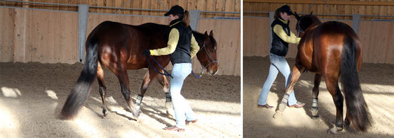 Hinterhand weichen lassen (links) und Schulterverschieben (rechts)