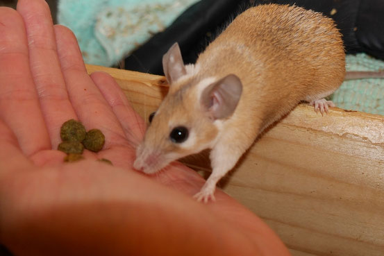Sehr schlanker Hamsteräffchen-Bock beim "Naschen" seiner Extrudate. Wie auch bei manch anderen Arten neigt der dominante Bock eher zum Untergewicht und (vorallem) umgekehrt.