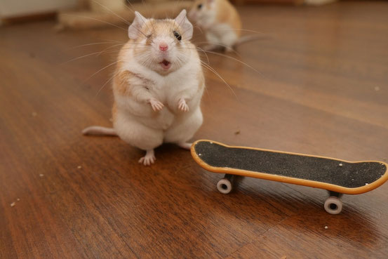 Kastraten haben es unter Hamsteräffchen aus mehreren Gründen besonders schwer, ihr Gewicht zu halten. Schon allein deshalb sind Kastrationen wenn nur irgend möglich zu vermeiden! Auch bei diesem lieben Tier bereue ich meine Fehlentscheidung sehr.